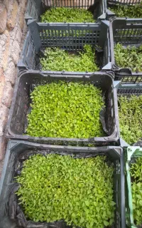 نشاگوجه کردی