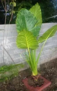 بابا آدم 3متر تول بزرگ وزیبا