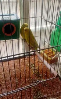 مرغ عشق نرو ماده