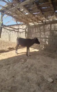 گوساله نر ریز