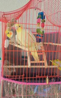 جفت عروس هلندی رام