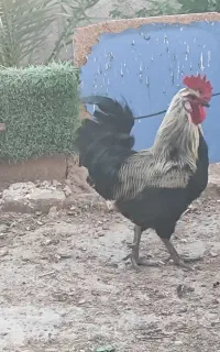 خروس سیاه..