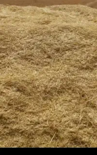 کاه گندم