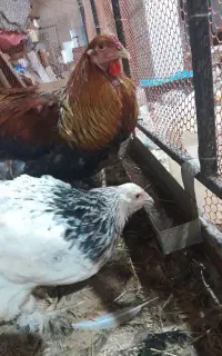 مرغ و خروس برهما و محلی