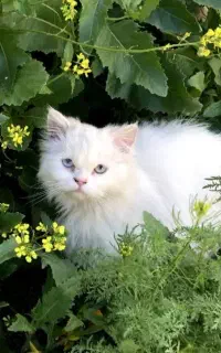گربه پرشین