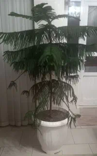 کاج مطبق