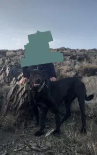 سگ سرابی گله ای