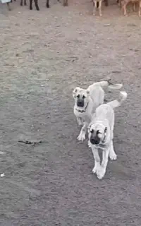 توله خراسانی