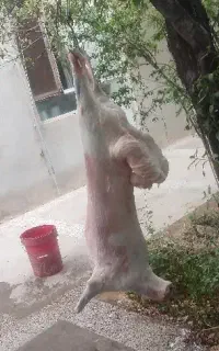 قصاب برا عید قربان