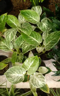 گلکده صبا خ صبا یک