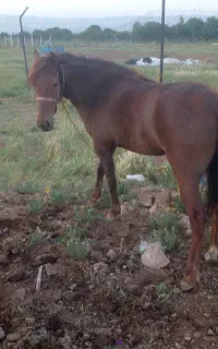 مادیان ۲ساله