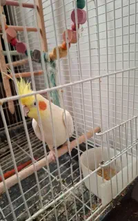 عروس هلندی نر