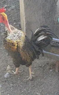 خروس سیاه گردن لختی