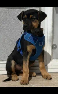 سگ ژرمن دوبرمن