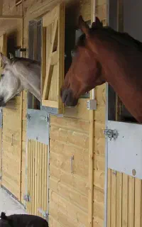 پانسیون و نگهداری از اسب شما تنکابن