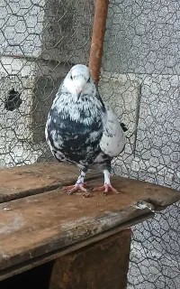 یه کبوتر نر خوشگل و سرحال