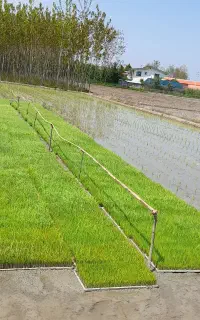 توم نشا.آماده نشا کردن قیمت۲۳۰