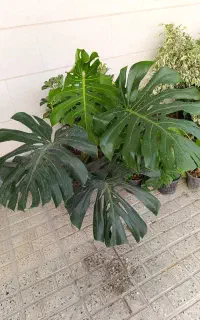 خانهِ گُل . بار جدید گل رسید