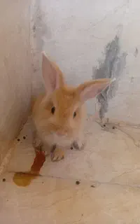 خرگوش بازیگوش