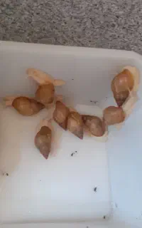 حلزون