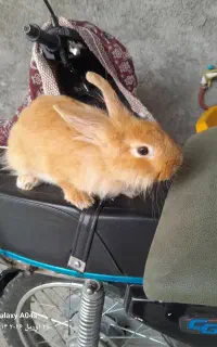 خرگوش ماده جرسی نیم لوپ