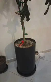 تعدادی گلدان وگلدان