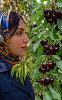 فروش نهال گیلاس شیشه‌ای در ماکو، با گواهی سلامت