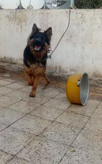 سگ ژرمن شولاین مو بلند ماده ۸ماهه