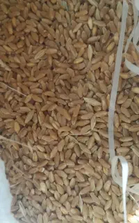گندم