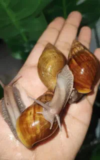 حلزون با کیفیت و قیمت مناسب