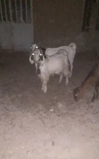 دو عدد کهره پازن