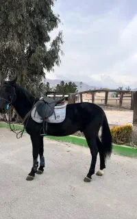 اسب/نریان ترکمن پرشی/مدارک تکمیل