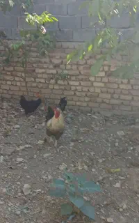 ۷ عدد خروس جوان