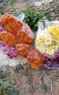 گل های زیبا