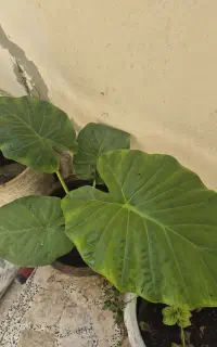 گل بابا آدم با گلدان