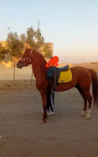 اسب کرد عرب