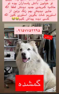 گمشده