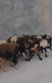 بره ماده پلنگی درشت هیکل
