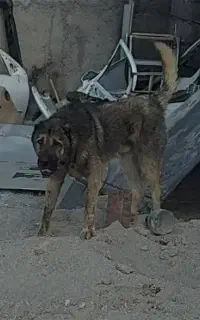 سگ سرابی