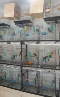 جفت مولد خورشیدی گرینچیک کوتوله راهب