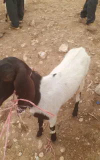 سلام وقت بخیر بزشکم دوم دوقلوزا