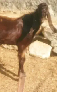 کهره نر