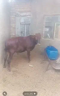 گوساله نر بومی چاق چاق