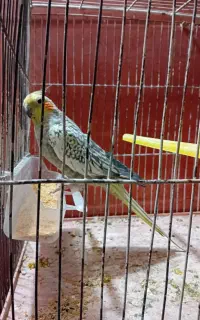 عروس گلباقالی ماده