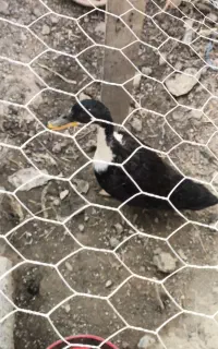 جوجه اردک ۴ماهه نر ۸۰۰هزار تومان