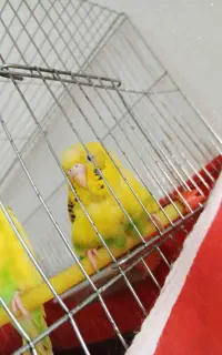 مرغ عشق