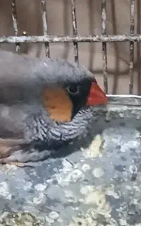 فنچ