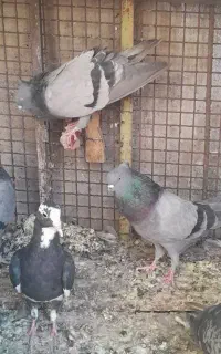 کبوترسبز