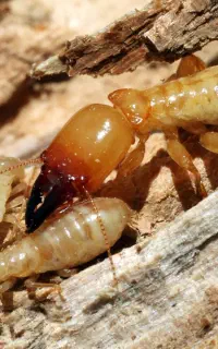 سمپاشی موریانه نجف آباد/تخصصی/تضمینی/مجوز رسمی