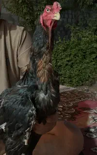 خروس لاری